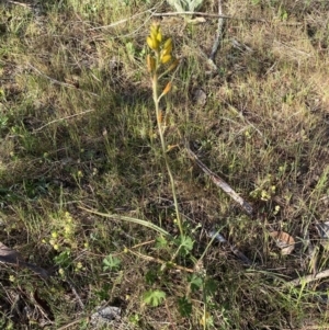 Bulbine bulbosa at Queanbeyan East, NSW - 23 Oct 2023 05:50 PM