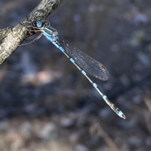 Austrolestes leda at Wright Park and Old Sydney Road Reserve - 23 Oct 2023 05:44 PM