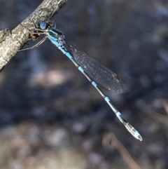 Austrolestes leda at Wright Park and Old Sydney Road Reserve - 23 Oct 2023 05:44 PM