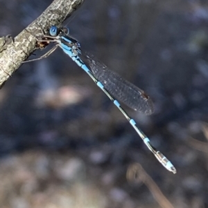 Austrolestes leda at Wright Park and Old Sydney Road Reserve - 23 Oct 2023