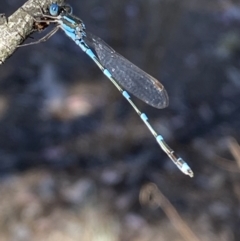 Austrolestes leda at Wright Park and Old Sydney Road Reserve - 23 Oct 2023 05:44 PM