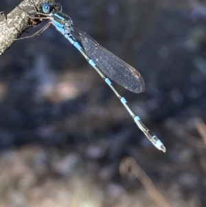 Austrolestes leda at Wright Park and Old Sydney Road Reserve - 23 Oct 2023