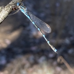 Austrolestes leda at Wright Park and Old Sydney Road Reserve - 23 Oct 2023