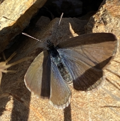 Zizina otis (Common Grass-Blue) at QPRC LGA - 23 Oct 2023 by SteveBorkowskis