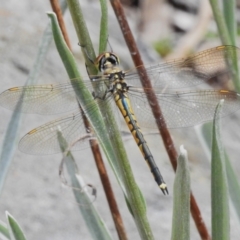 Hemicordulia tau (Tau Emerald) at Canberra Central, ACT - 23 Oct 2023 by JohnBundock