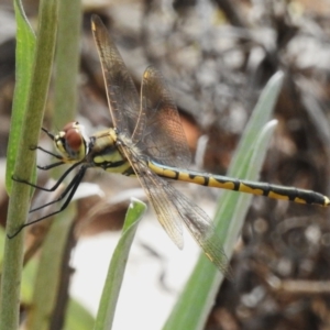 Hemicordulia tau at ANBG - 23 Oct 2023