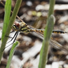 Hemicordulia tau at ANBG - 23 Oct 2023