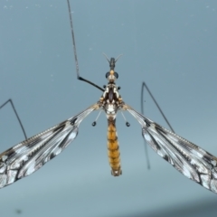 Ischnotoma (Ischnotoma) eburnea (A Crane Fly) at Ainslie, ACT - 21 Oct 2023 by jb2602