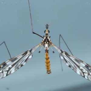 Ischnotoma (Ischnotoma) eburnea at Ainslie, ACT - 21 Oct 2023