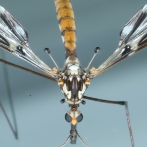 Ischnotoma (Ischnotoma) eburnea at Ainslie, ACT - 21 Oct 2023