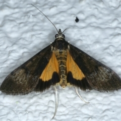 Uresiphita ornithopteralis (Tree Lucerne Moth) at Ainslie, ACT - 21 Oct 2023 by jb2602