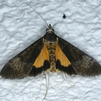 Uresiphita ornithopteralis (Tree Lucerne Moth) at Ainslie, ACT - 21 Oct 2023 by jb2602