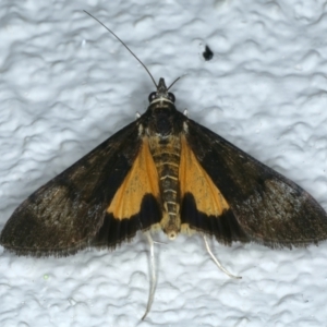 Uresiphita ornithopteralis at Ainslie, ACT - 21 Oct 2023