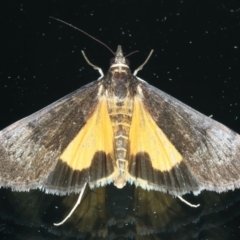 Uresiphita ornithopteralis at Ainslie, ACT - 21 Oct 2023