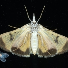 Uresiphita ornithopteralis at Ainslie, ACT - 21 Oct 2023