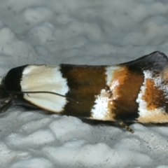 Euphiltra eroticella (A concealer moth) at Ainslie, ACT - 21 Oct 2023 by jb2602