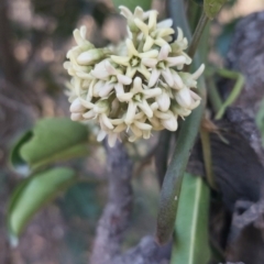 Marsdenia suaveolens (Scented Marsdenia) at Joadja - 22 Oct 2023 by @Joadja