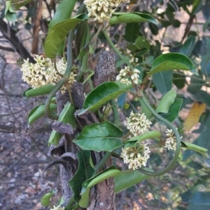 Marsdenia suaveolens at Joadja, NSW - 22 Oct 2023