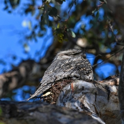 Podargus strigoides (Tawny Frogmouth) at Gowrie, ACT - 23 Oct 2023 by Daniiiel