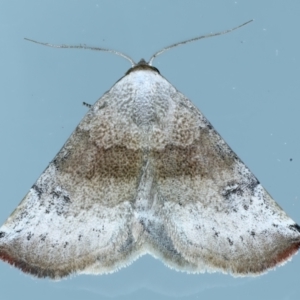 Mataeomera mesotaenia at Ainslie, ACT - 21 Oct 2023