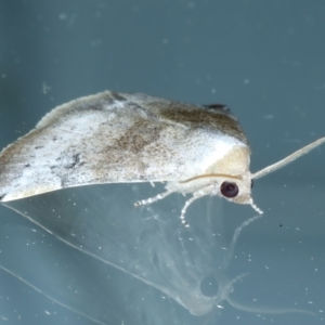 Mataeomera mesotaenia at Ainslie, ACT - 21 Oct 2023