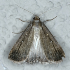 Lygephila fallax (Double-spotted Snout) at Ainslie, ACT - 21 Oct 2023 by jb2602