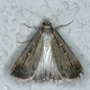 Lygephila fallax at Ainslie, ACT - 21 Oct 2023