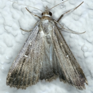 Lygephila fallax at Ainslie, ACT - 21 Oct 2023