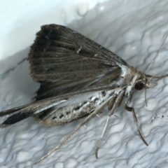 Lygephila fallax at Ainslie, ACT - 21 Oct 2023