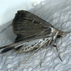 Lygephila fallax at Ainslie, ACT - 21 Oct 2023