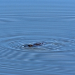 Ornithorhynchus anatinus (Platypus) at Point Hut to Tharwa - 6 Sep 2023 by Daniiiel