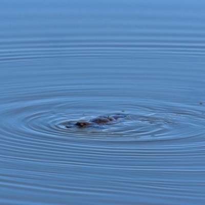 Ornithorhynchus anatinus (Platypus) at Point Hut to Tharwa - 6 Sep 2023 by Daniiiel