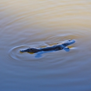 Ornithorhynchus anatinus at Paddys River, ACT - 7 Sep 2023