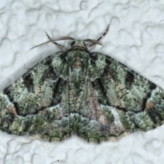 Aeolochroma metarhodata (Tea-tree Emerald (Geometrinae)) at Ainslie, ACT - 21 Oct 2023 by jb2602