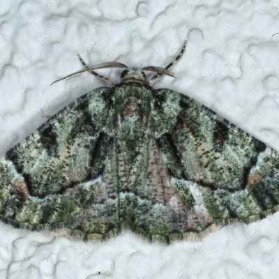 Aeolochroma metarhodata (Tea-tree Emerald (Geometrinae)) at Ainslie, ACT - 21 Oct 2023 by jb2602