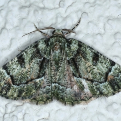 Aeolochroma metarhodata (Tea-tree Emerald) at Ainslie, ACT - 21 Oct 2023 by jb2602