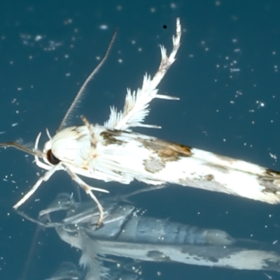 Stathmopoda melanochra (An Oecophorid moth (Eriococcus caterpillar)) at Ainslie, ACT - 21 Oct 2023 by jb2602
