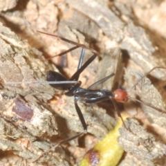 Leptomyrmex erythrocephalus (Spider ant) at Namadgi National Park - 22 Oct 2023 by Harrisi