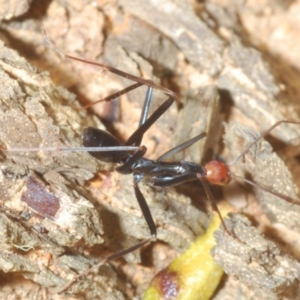 Leptomyrmex erythrocephalus at Rendezvous Creek, ACT - 22 Oct 2023 04:55 PM