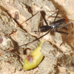 Leptomyrmex erythrocephalus at Rendezvous Creek, ACT - 22 Oct 2023 04:55 PM