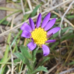 Calotis scabiosifolia var. integrifolia (Rough Burr-daisy) at Rendezvous Creek, ACT - 22 Oct 2023 by Harrisi