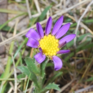 Calotis scabiosifolia var. integrifolia at Rendezvous Creek, ACT - 22 Oct 2023