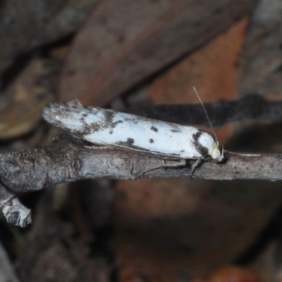 Philobota lysizona (A concealer moth) at Namadgi National Park - 22 Oct 2023 by Harrisi