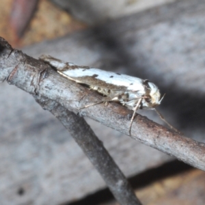 Philobota lysizona at Rendezvous Creek, ACT - 22 Oct 2023 02:48 PM