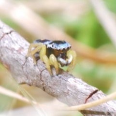 Maratus hesperus (Venus Peacock Spider) at Rendezvous Creek, ACT - 22 Oct 2023 by Harrisi