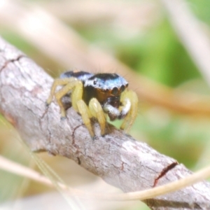 Maratus hesperus at Rendezvous Creek, ACT - 22 Oct 2023