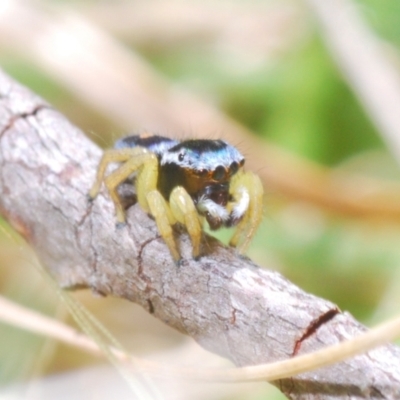 Maratus hesperus (Venus Peacock Spider) at Rendezvous Creek, ACT - 22 Oct 2023 by Harrisi