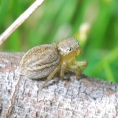 Maratus hesperus at Rendezvous Creek, ACT - 22 Oct 2023 02:43 PM