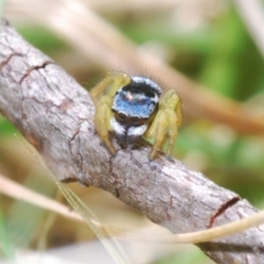 Maratus hesperus at Rendezvous Creek, ACT - 22 Oct 2023