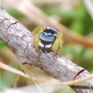 Maratus hesperus at Rendezvous Creek, ACT - 22 Oct 2023